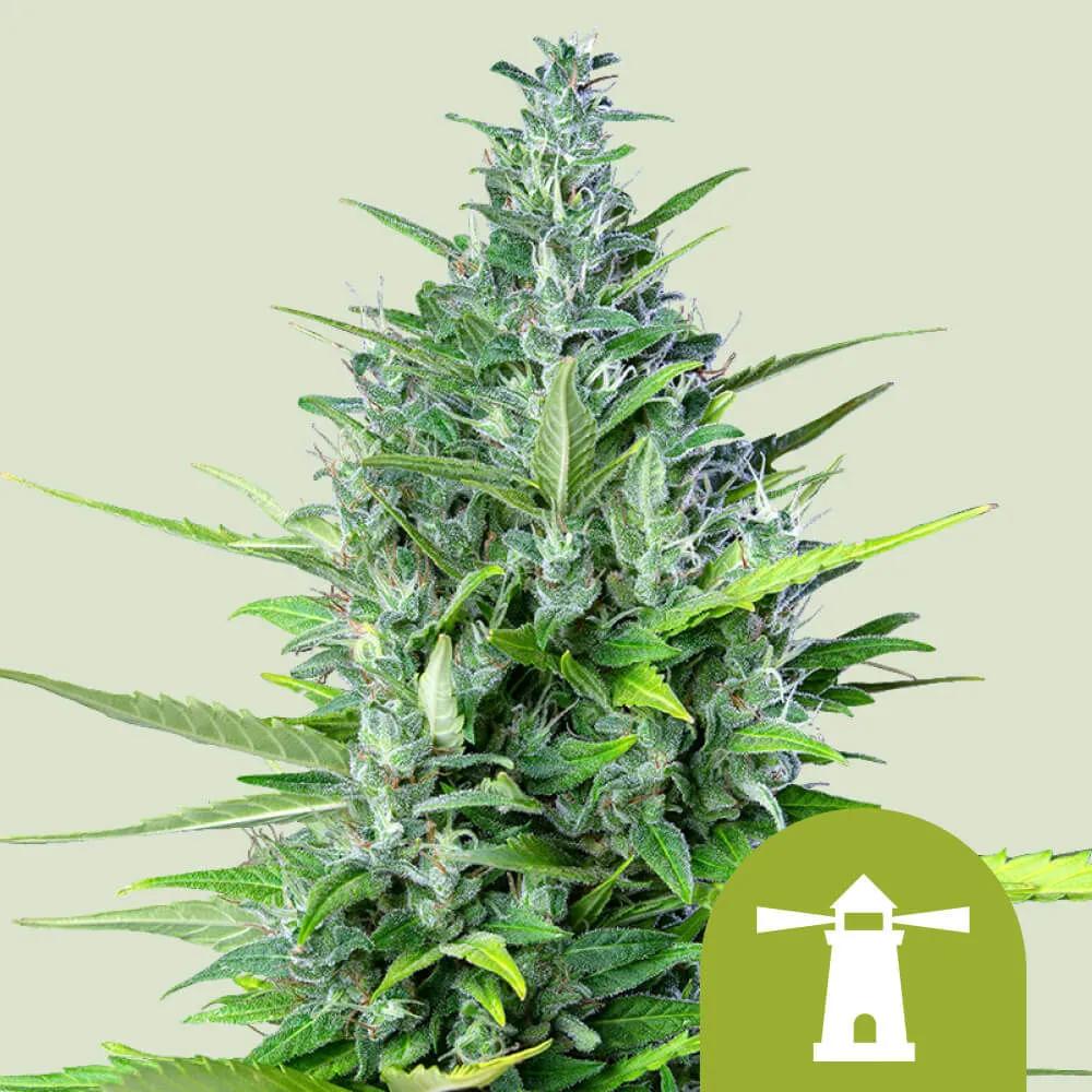 Royal Haze Autoflower