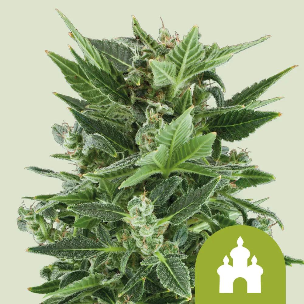 Royal Kush Autoflower