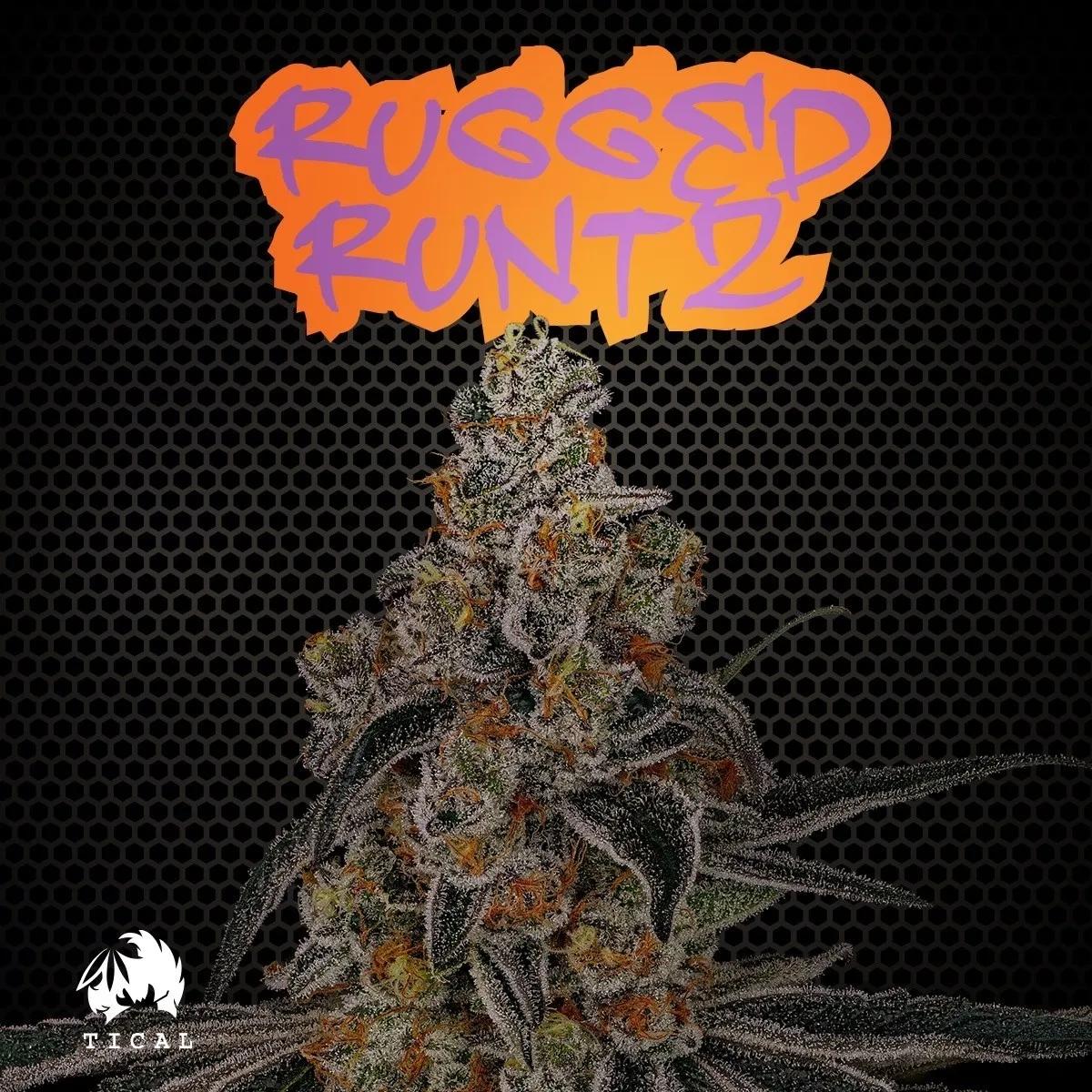 Rugged Runtz (TICAL)