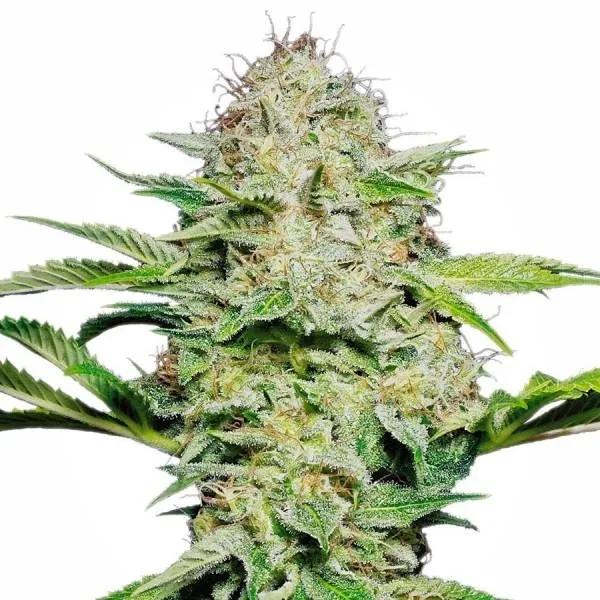 Sensi Skunk Autoflower