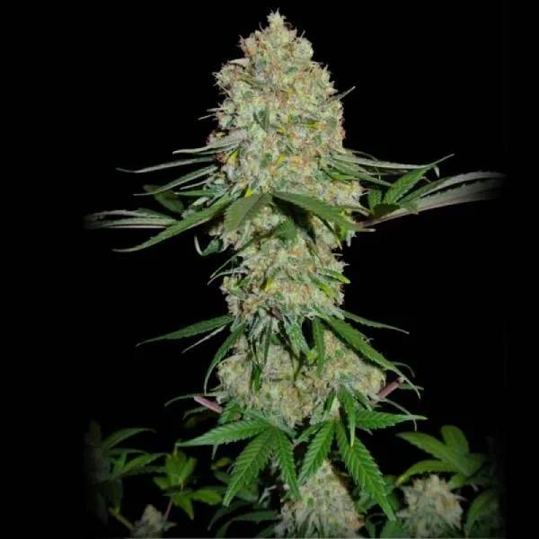 Silver Buddha Haze