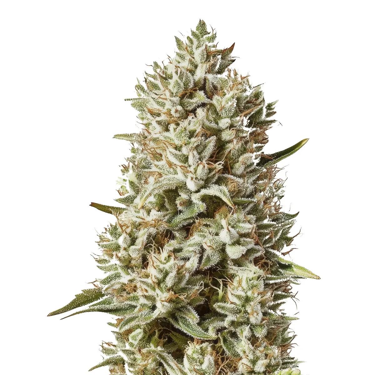 Skunk