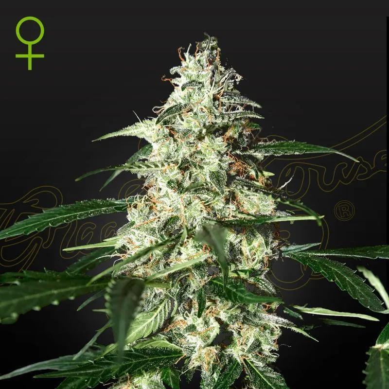 Skunk Autoflowering