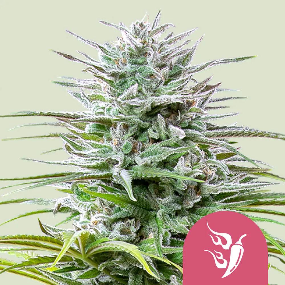 Speedy Chile - Fast Flowering