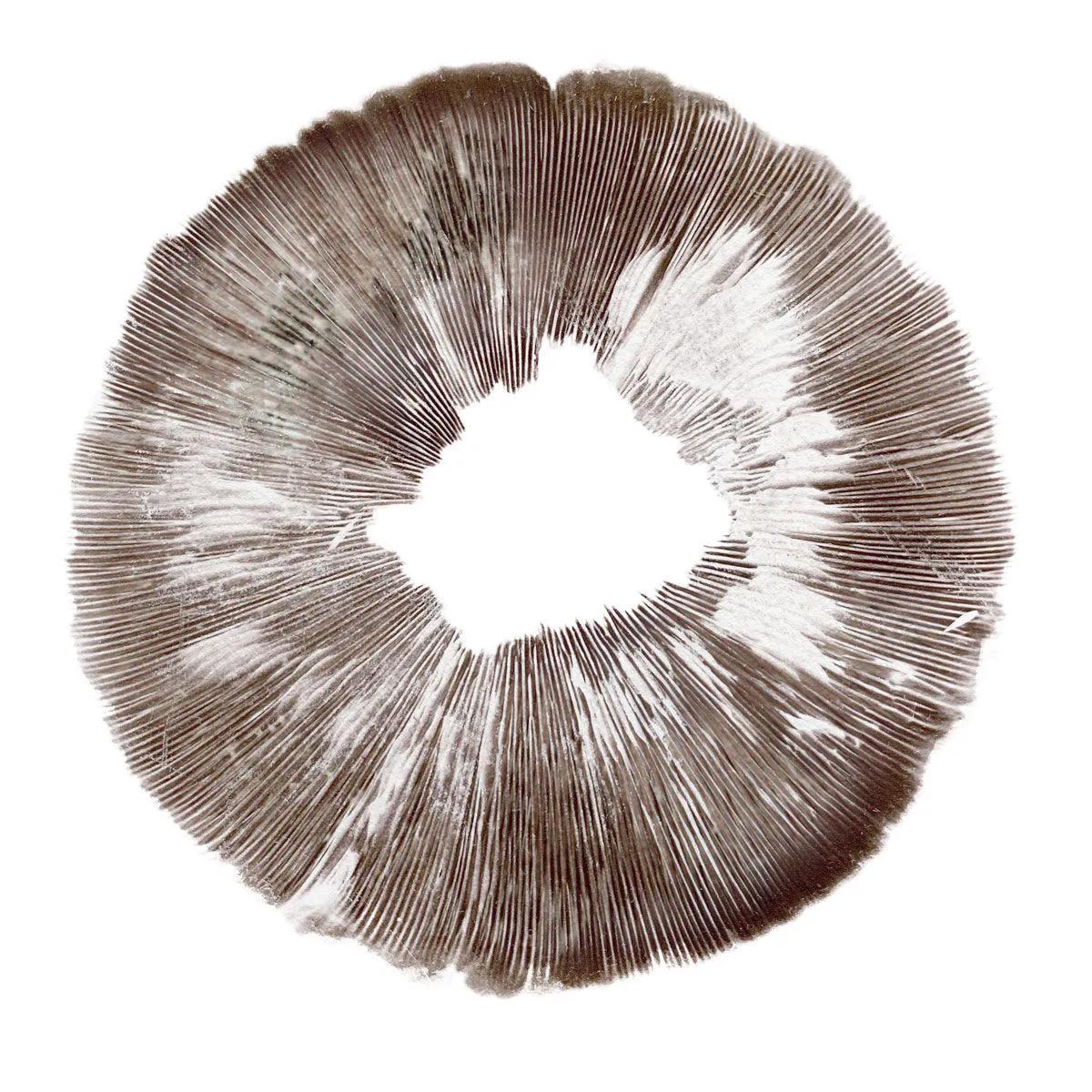 Itiöprintti Psilocybe cubensis Amazonas