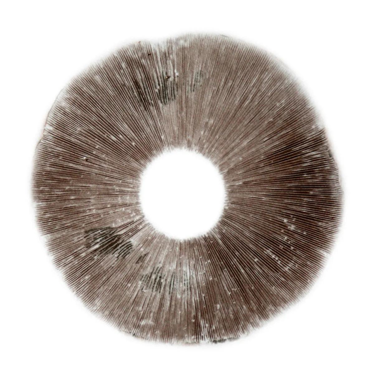 Psilocybe Cubensis B+ -itiöjälki