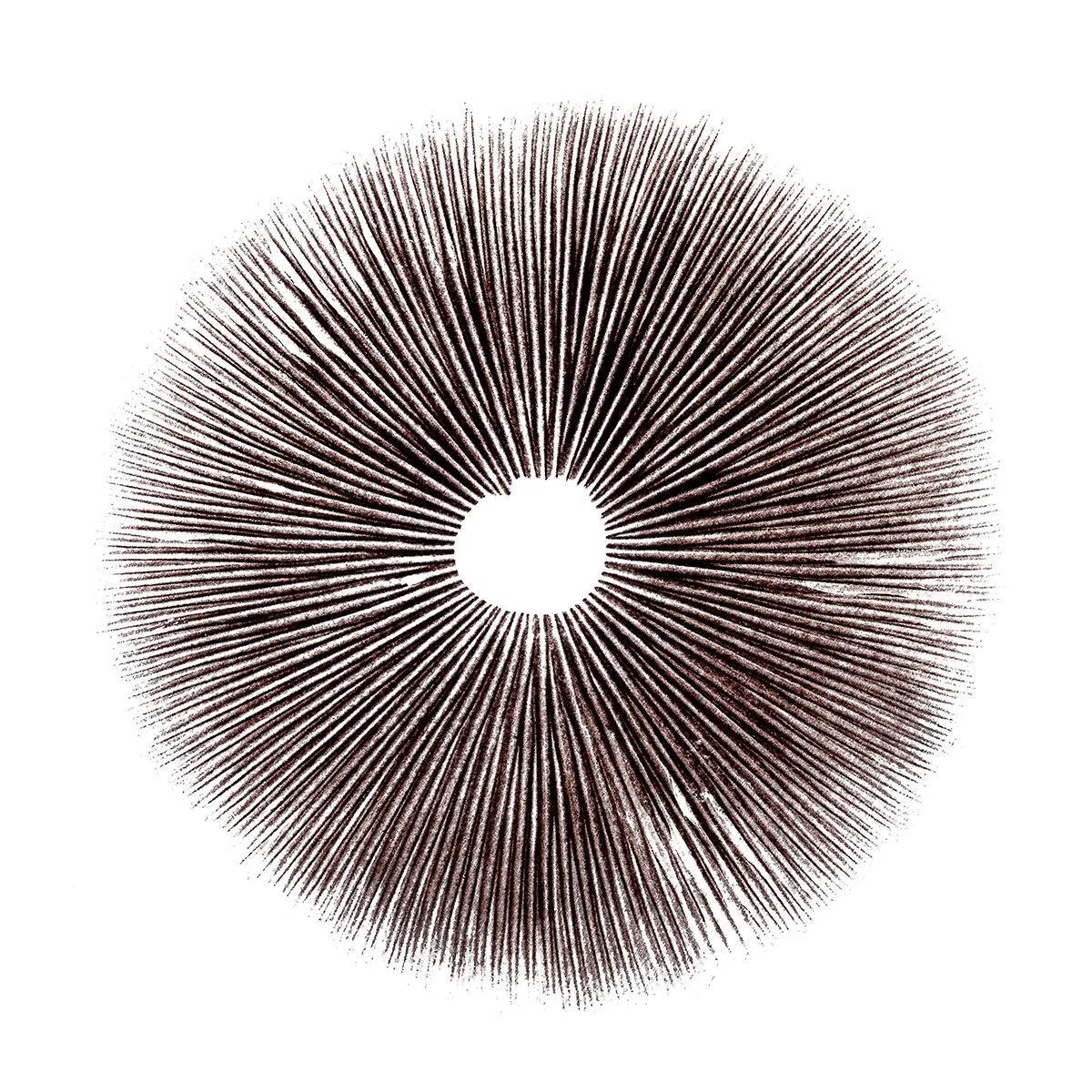 Itiöjälki Psilocybe Cubensis Ecuador