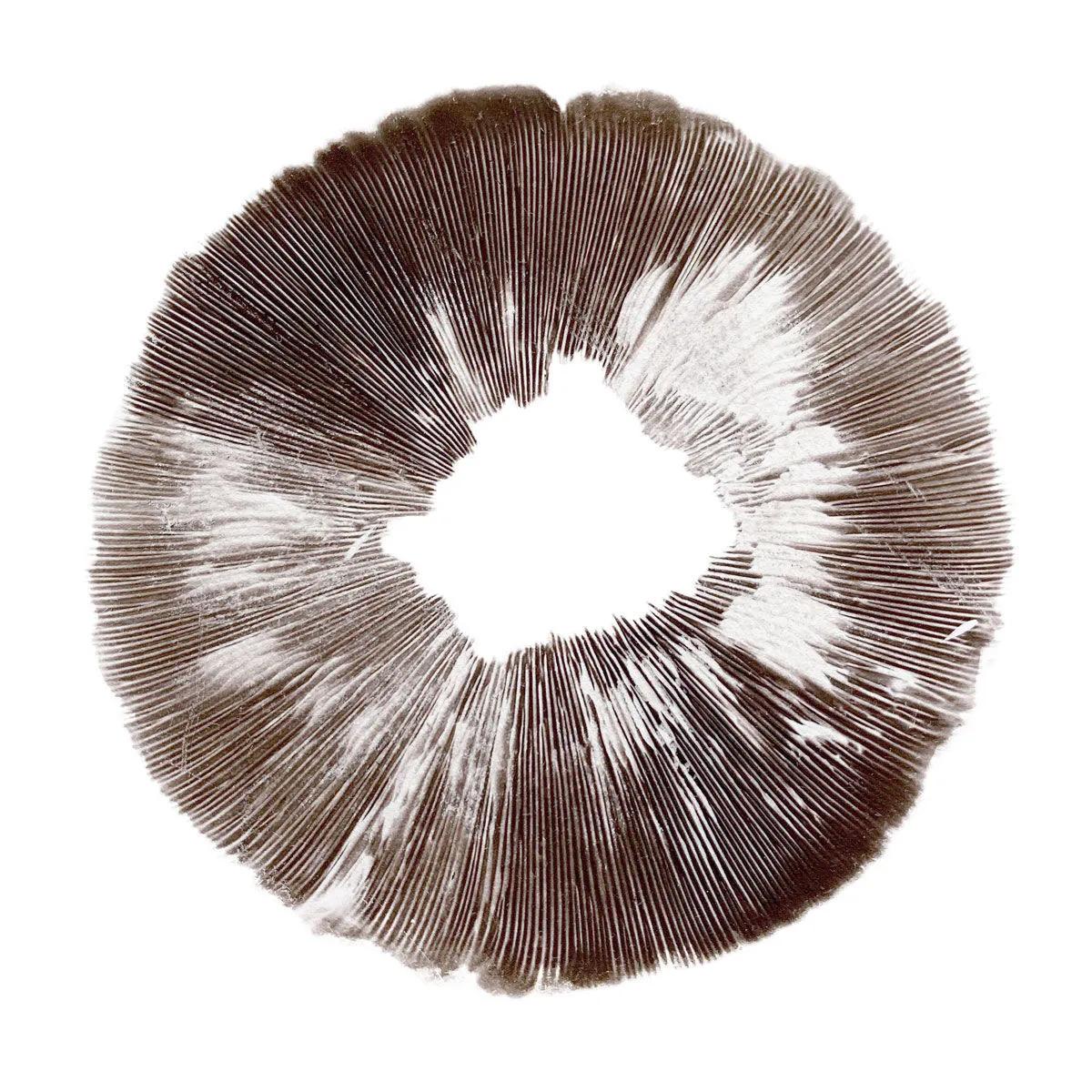 Itiöprintti Psilocybe cubensis McKennaii