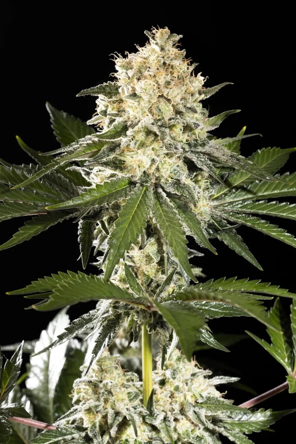 Sunset Sherbet Go Fast
