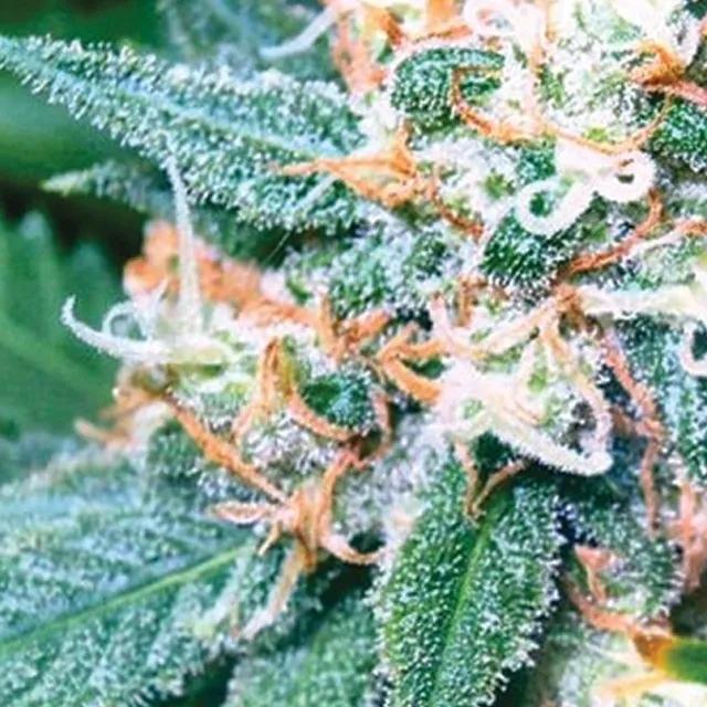 Super Skunk