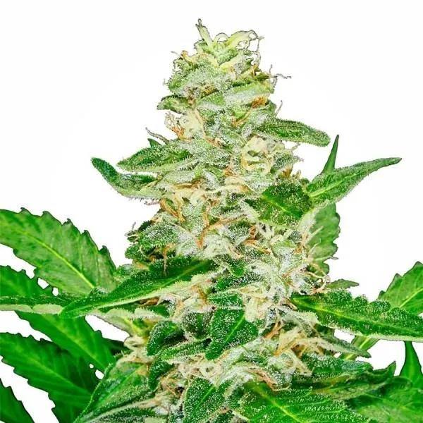 Super Skunk Autoflower