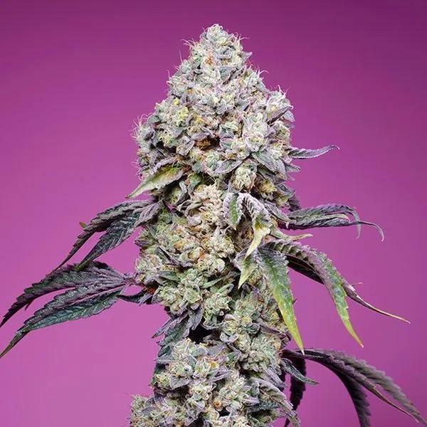 Sweet Mandarine Zkittlez F1 Fast Version
