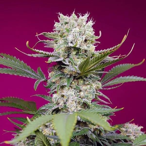Sweet Mandarine Zkittlez XL