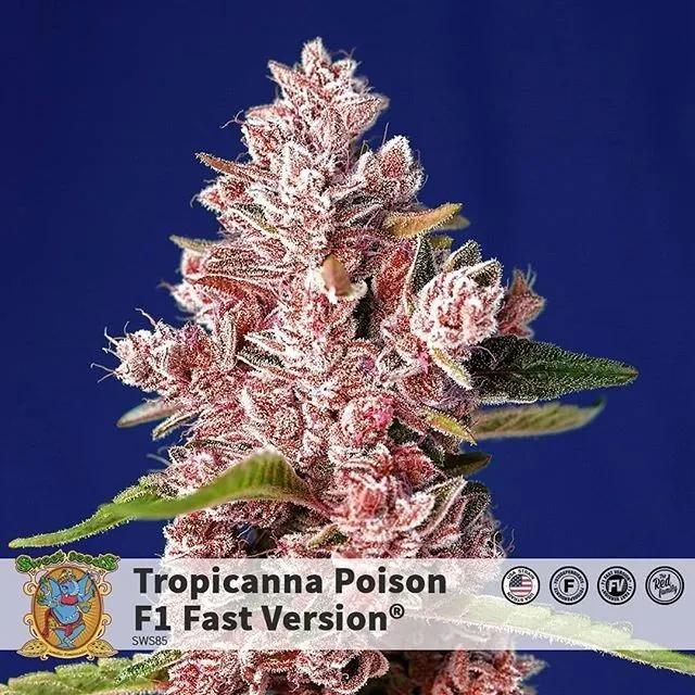 Tropicanna Poison - F1 Fast Version