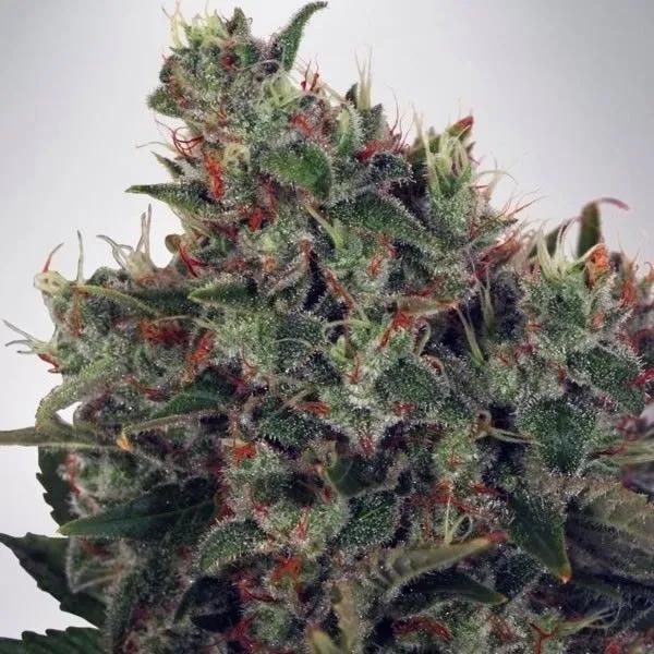 Ultra White Amnesia