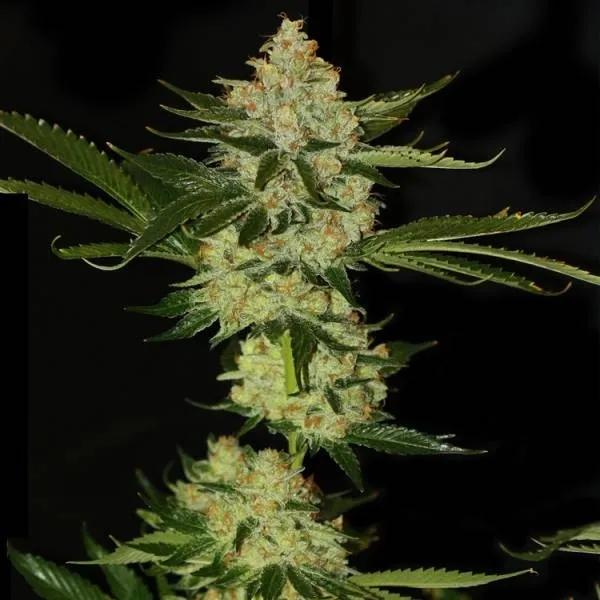 UnderDawg OG
