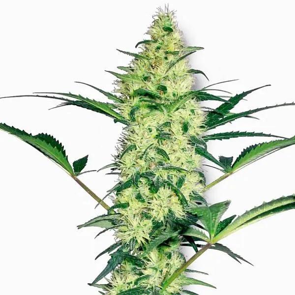 White Diesel