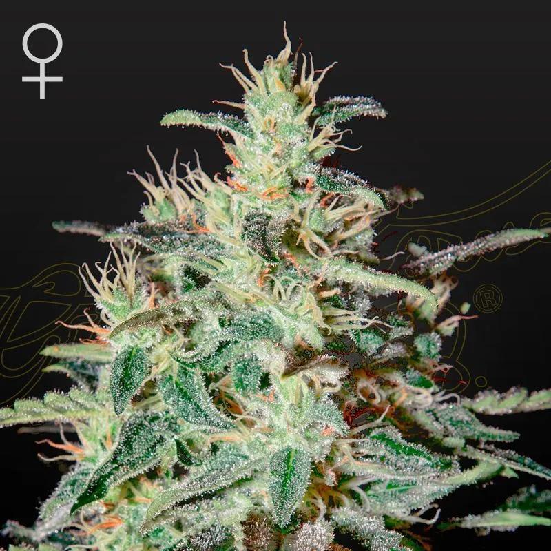 White Lemon