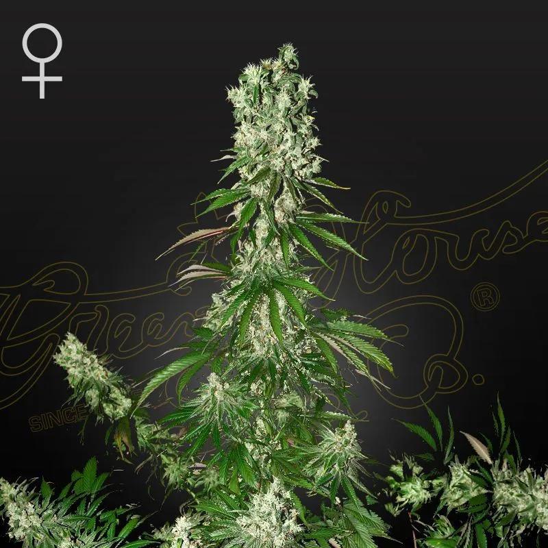 White Strawberry Skunk