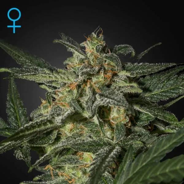 White Widow Auto
