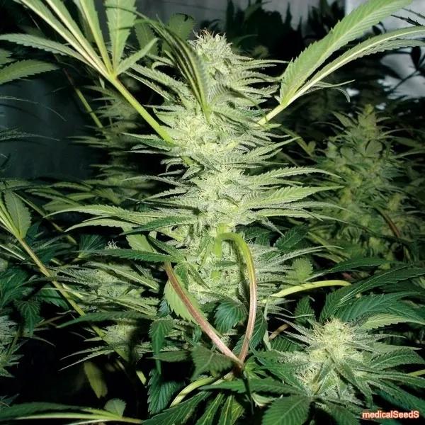 White Widow