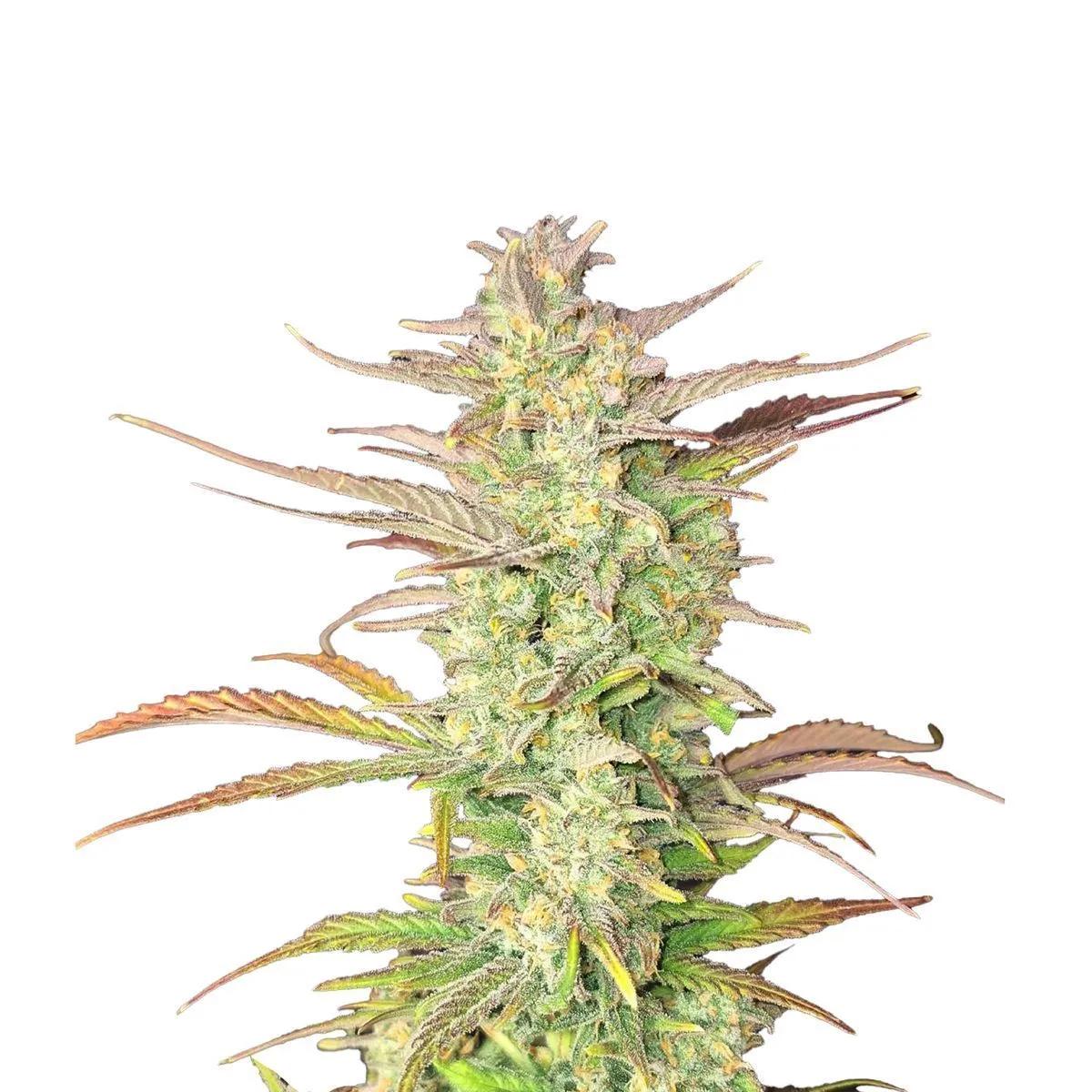 Z-Up