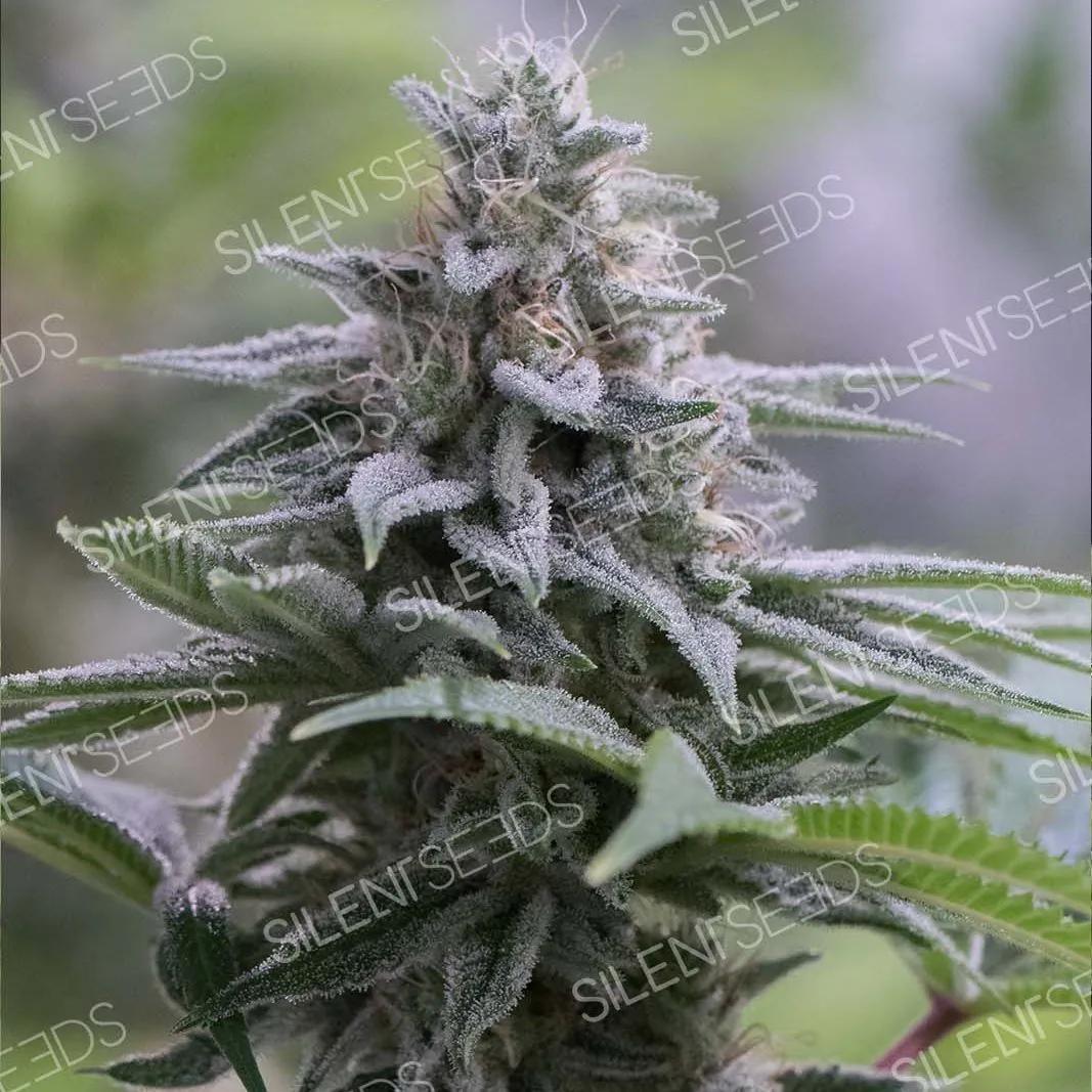 Zkittlez 2.0
