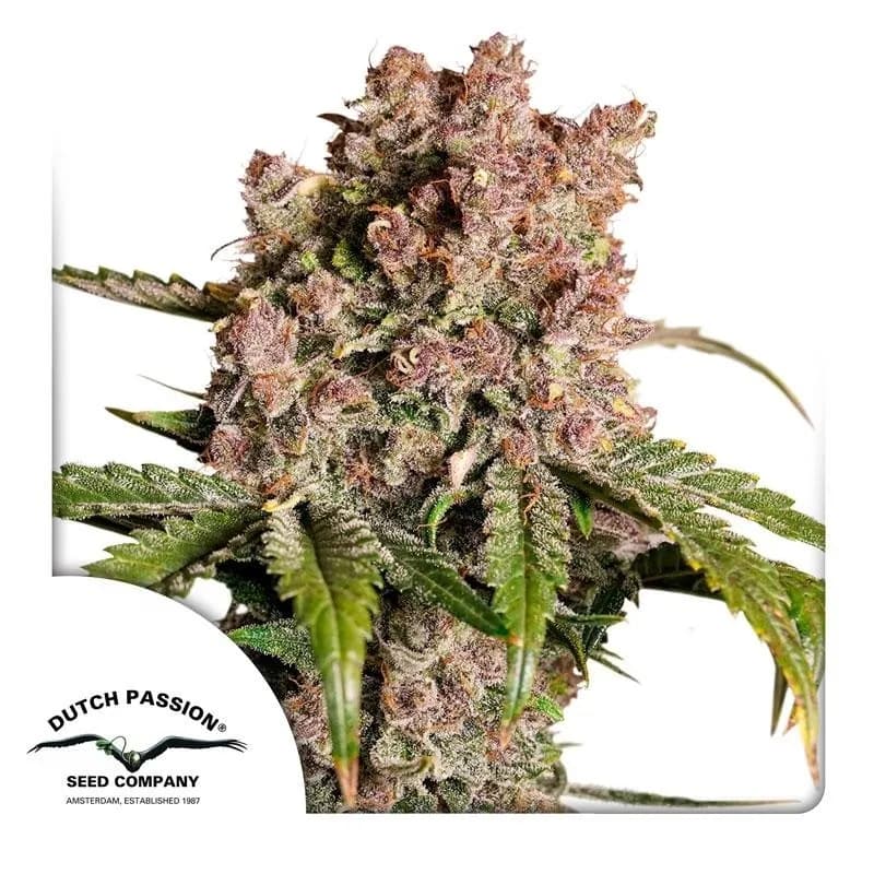 Auto Strawberry Soda