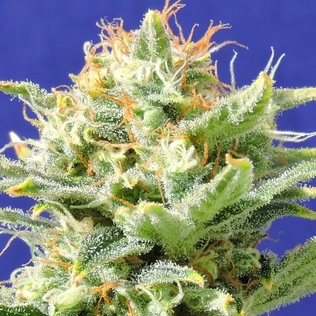 Auto Super Skunk