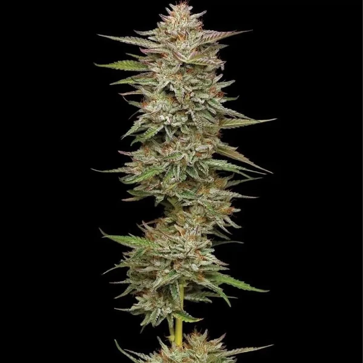 Banana OG
