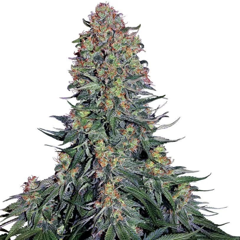 Blue Skunk