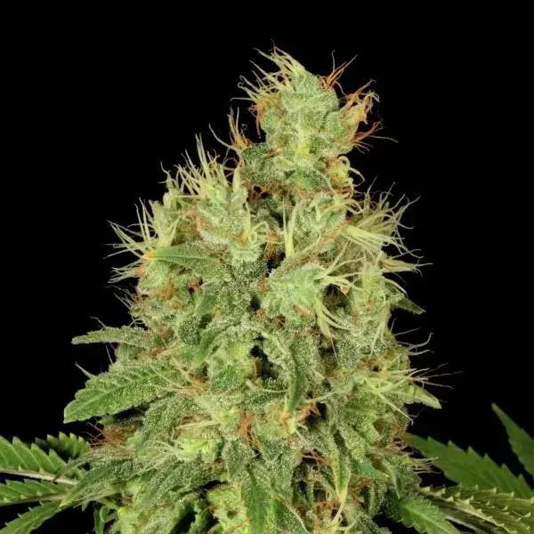 CBD-Chronic