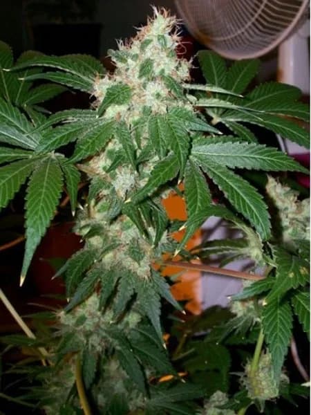 Chem Valley Kush