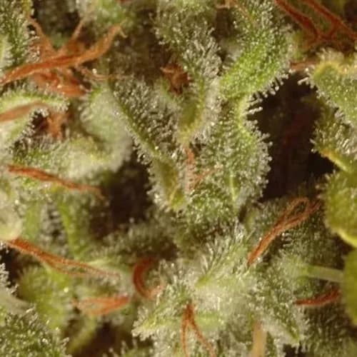 Collection Pack Sativa Champions