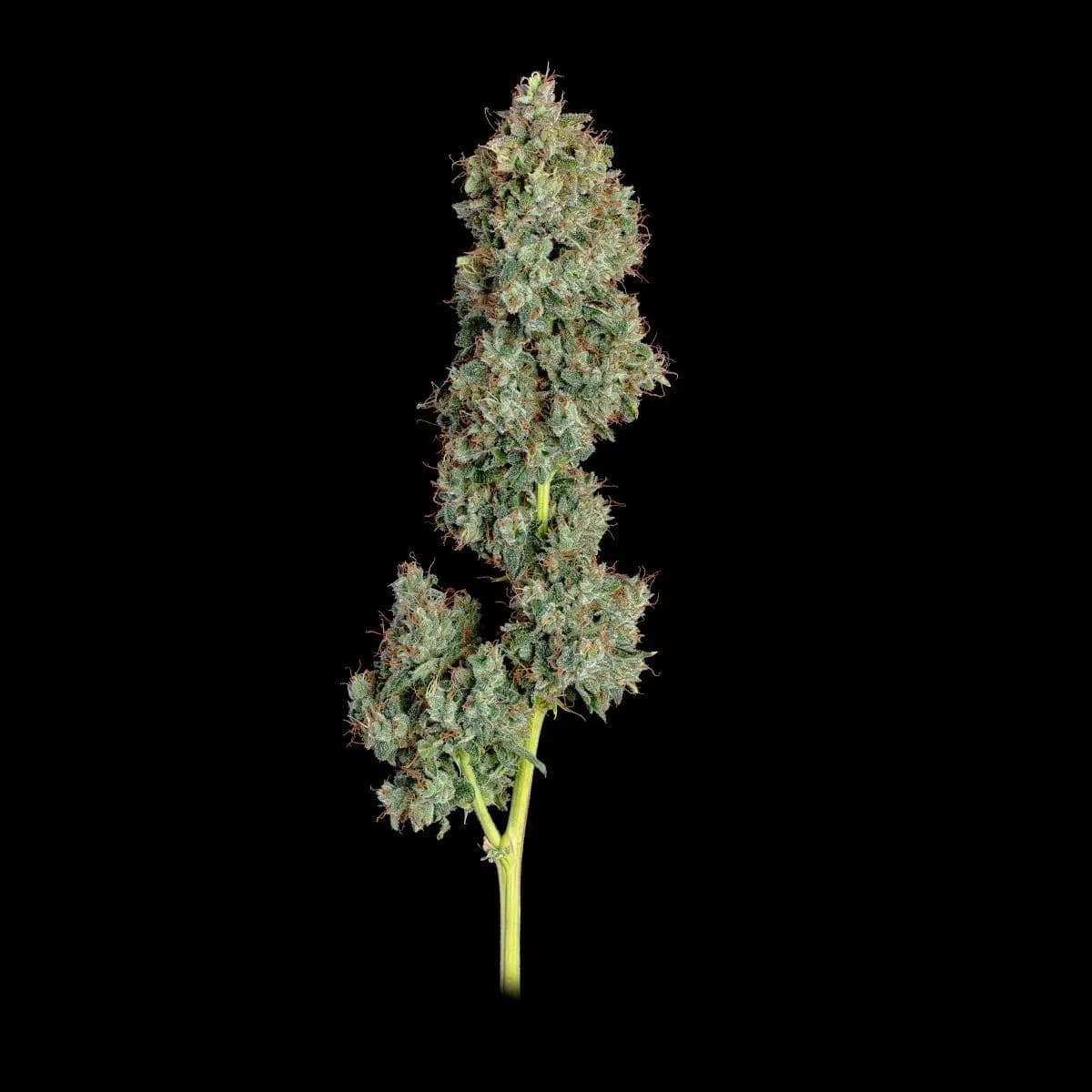 Everglades OG
