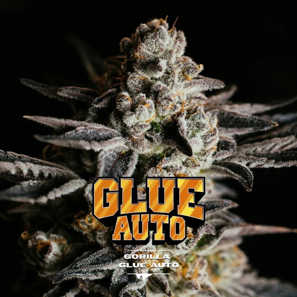 GG#4 Auto