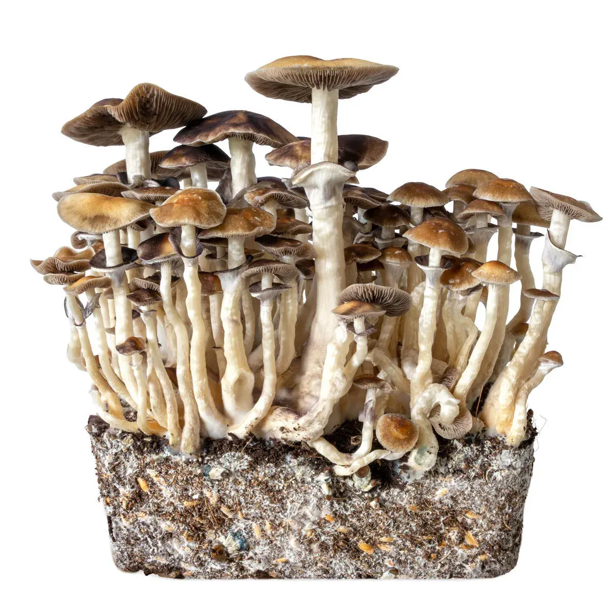 Hawaii-nestekasvatusruisku (Acid Shroomz)