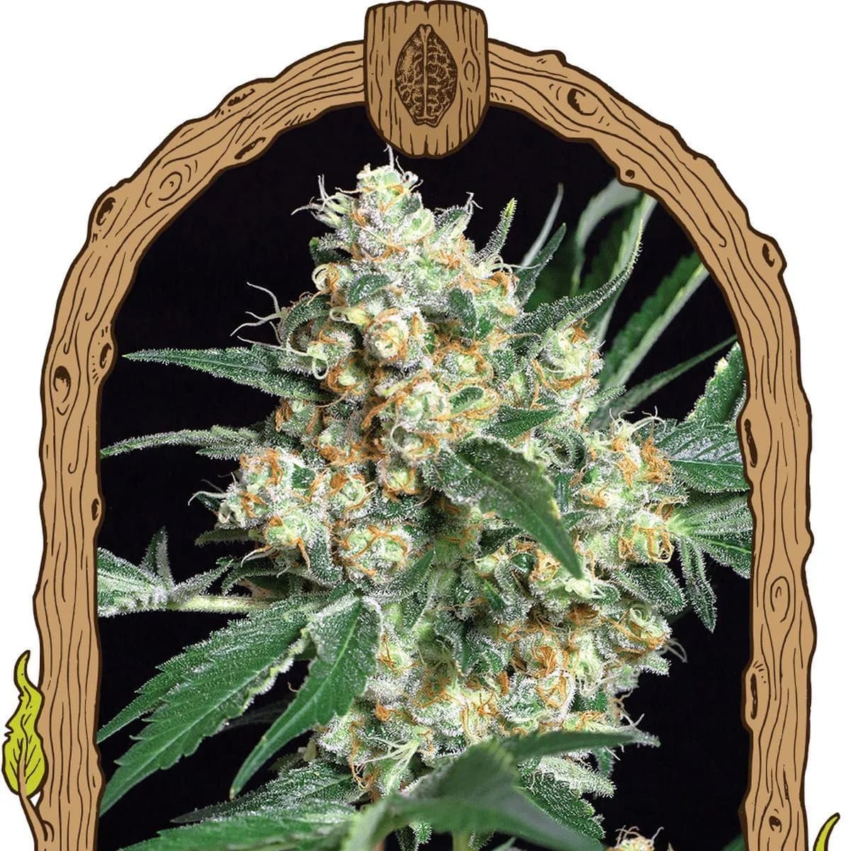 Honey Mints (Exotic Seed)