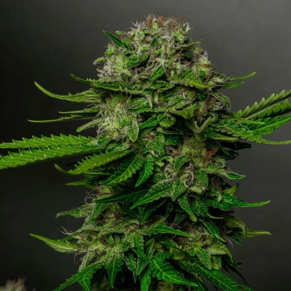 Oreoz x Spritzer