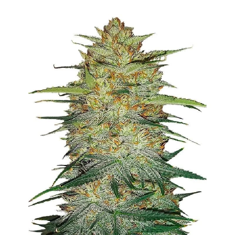 Original Auto OG Kush