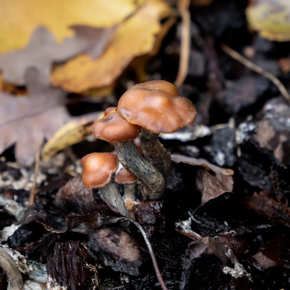 Psilocybe azurescens -nestemäinen viljelmäruisku (Acid Shroomz)
