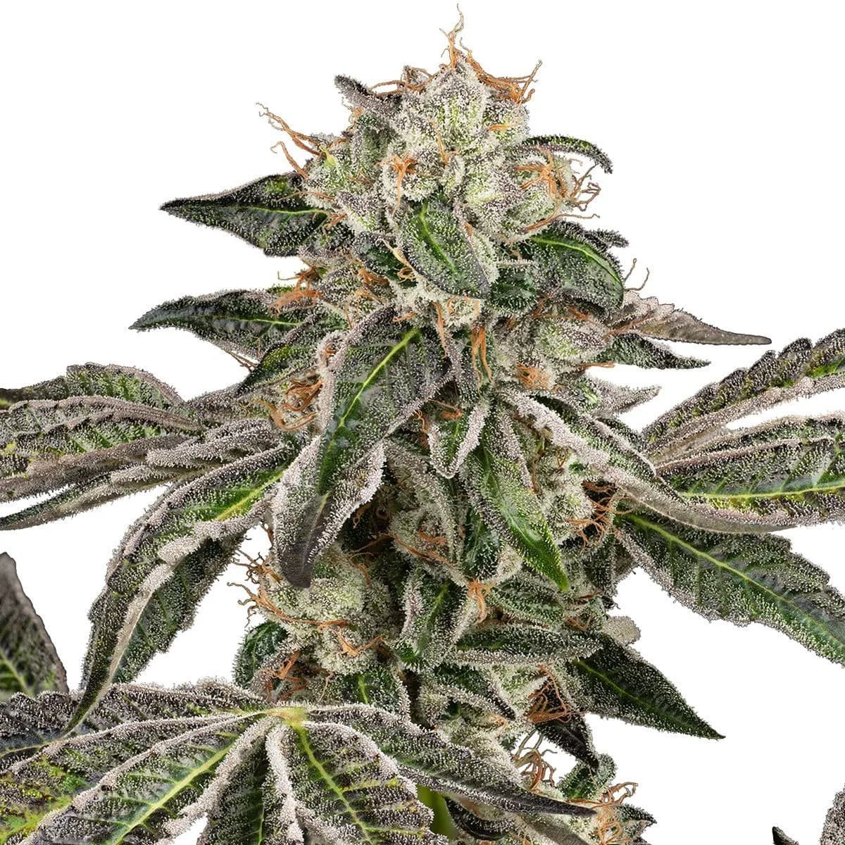 Runtz
