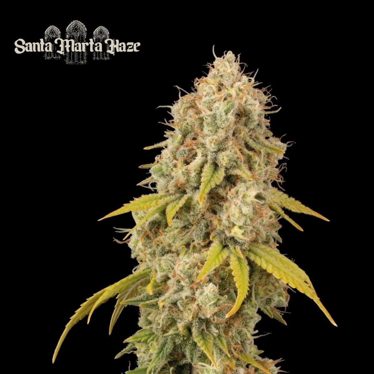 Santa Marta Haze (Seedstockers)