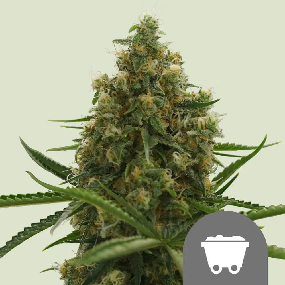 Shining Silver Haze