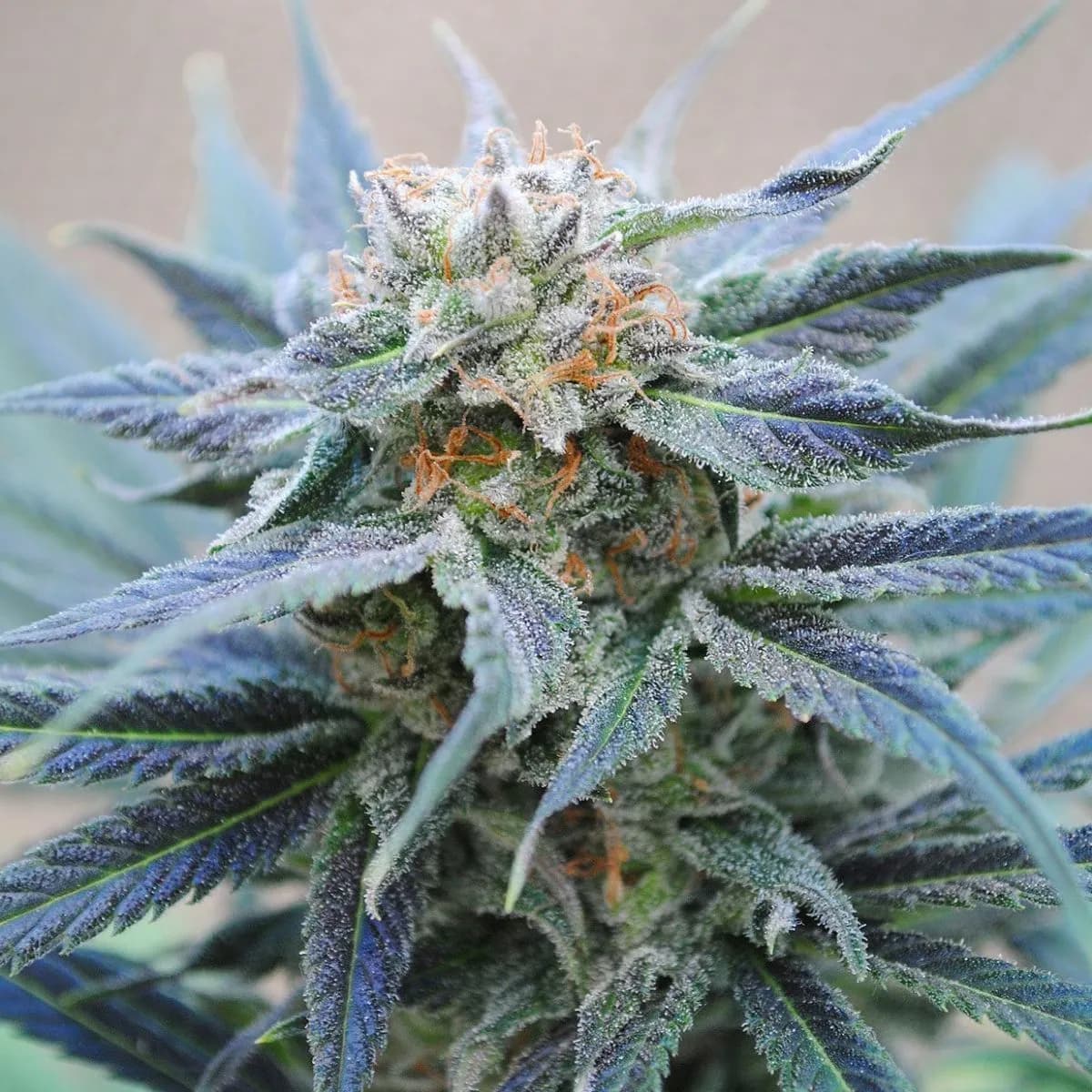 Skunk+
