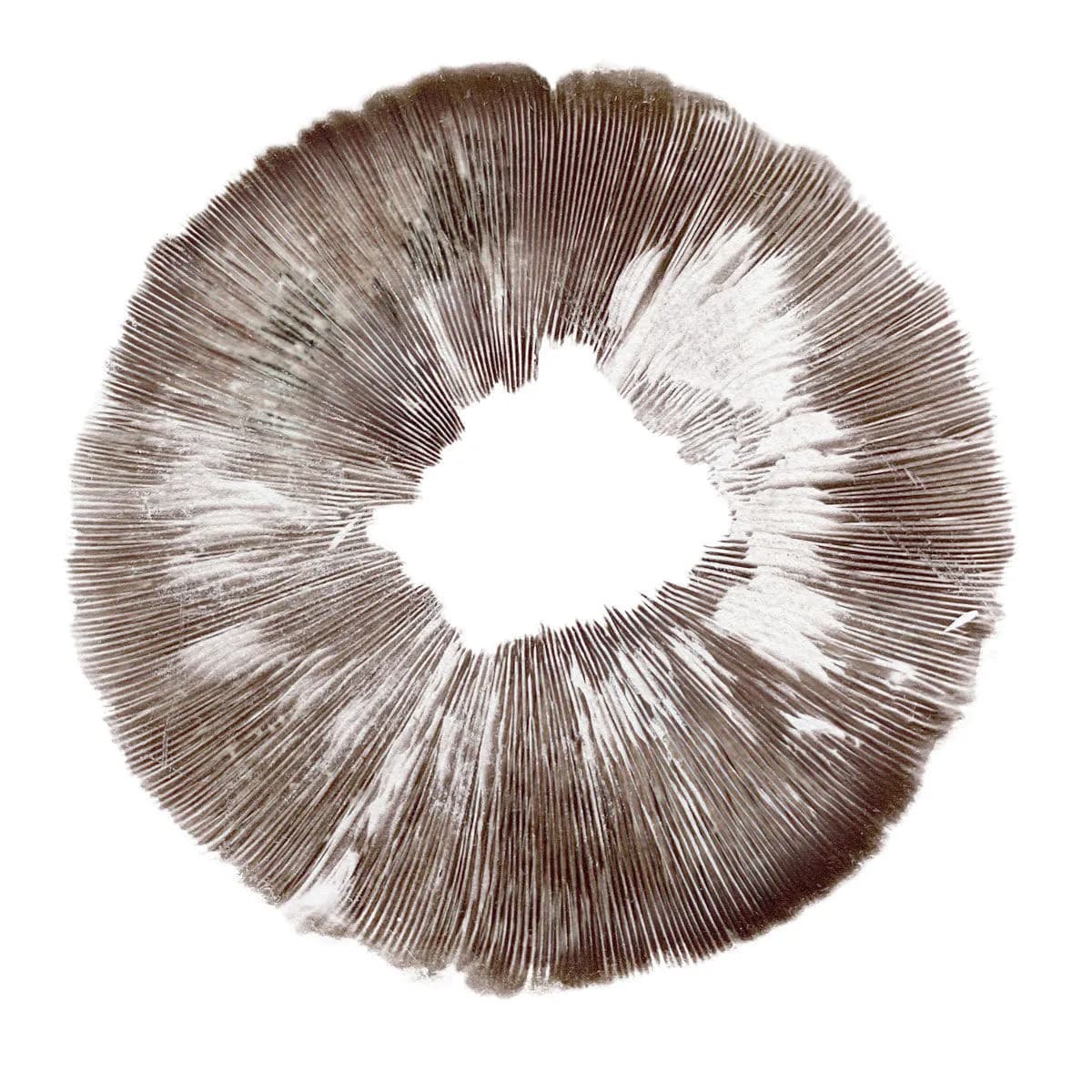 Itiöprintti Psilocybe cubensis Amazonas
