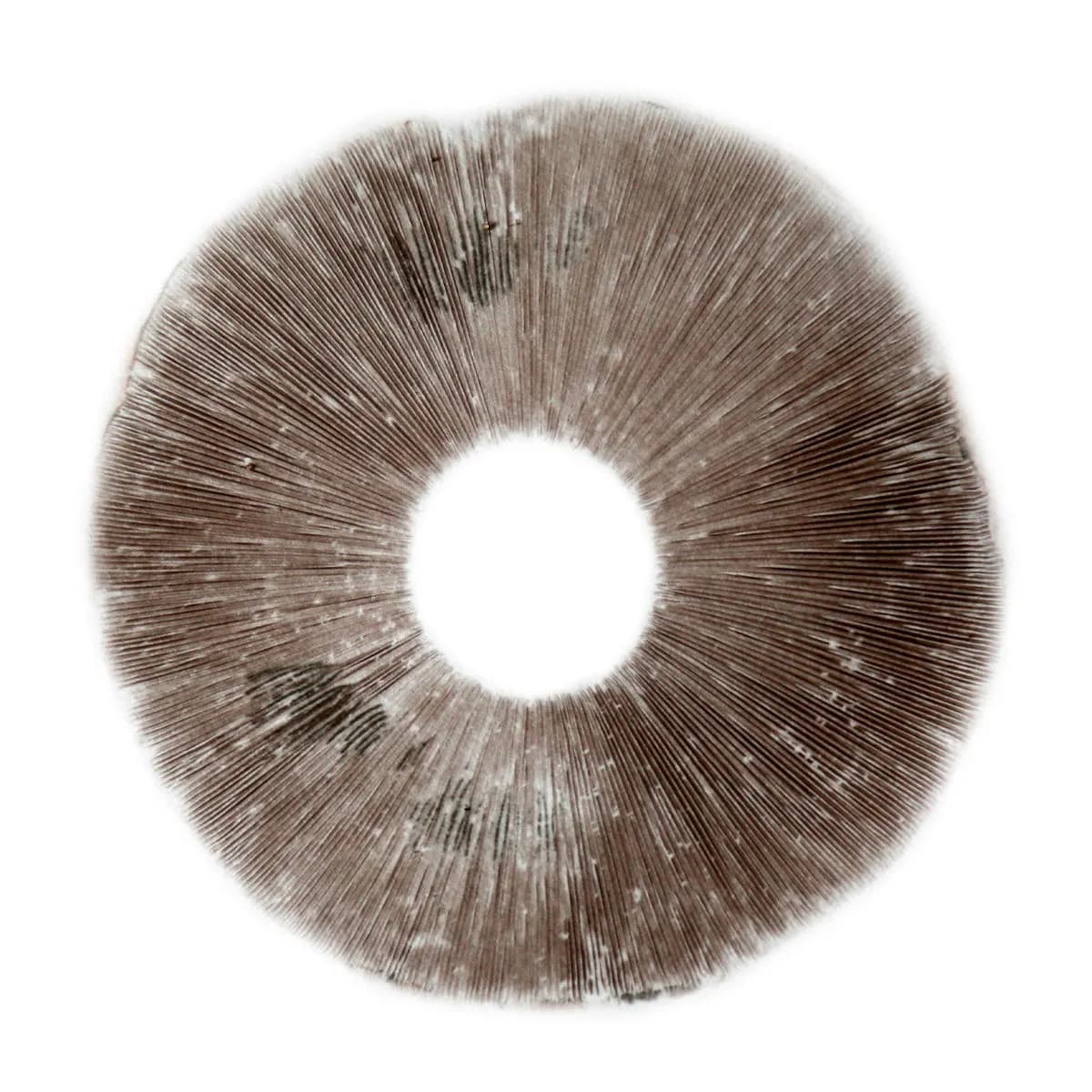 Psilocybe Cubensis B+ -itiöjälki