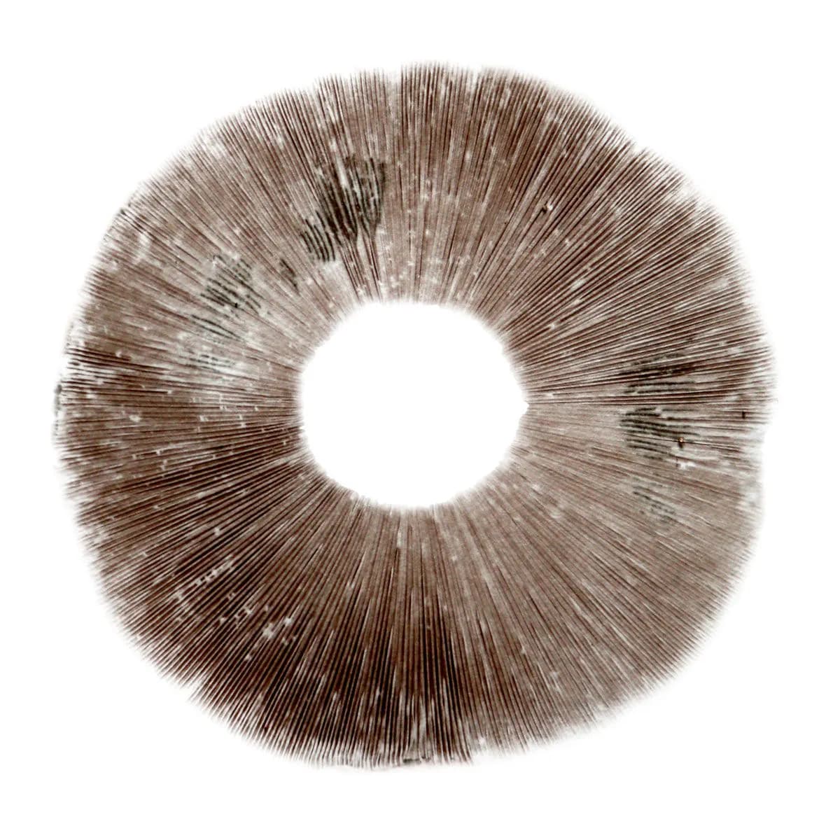 Itiöjälki Psilocybe cubensis Ban Hua Thai