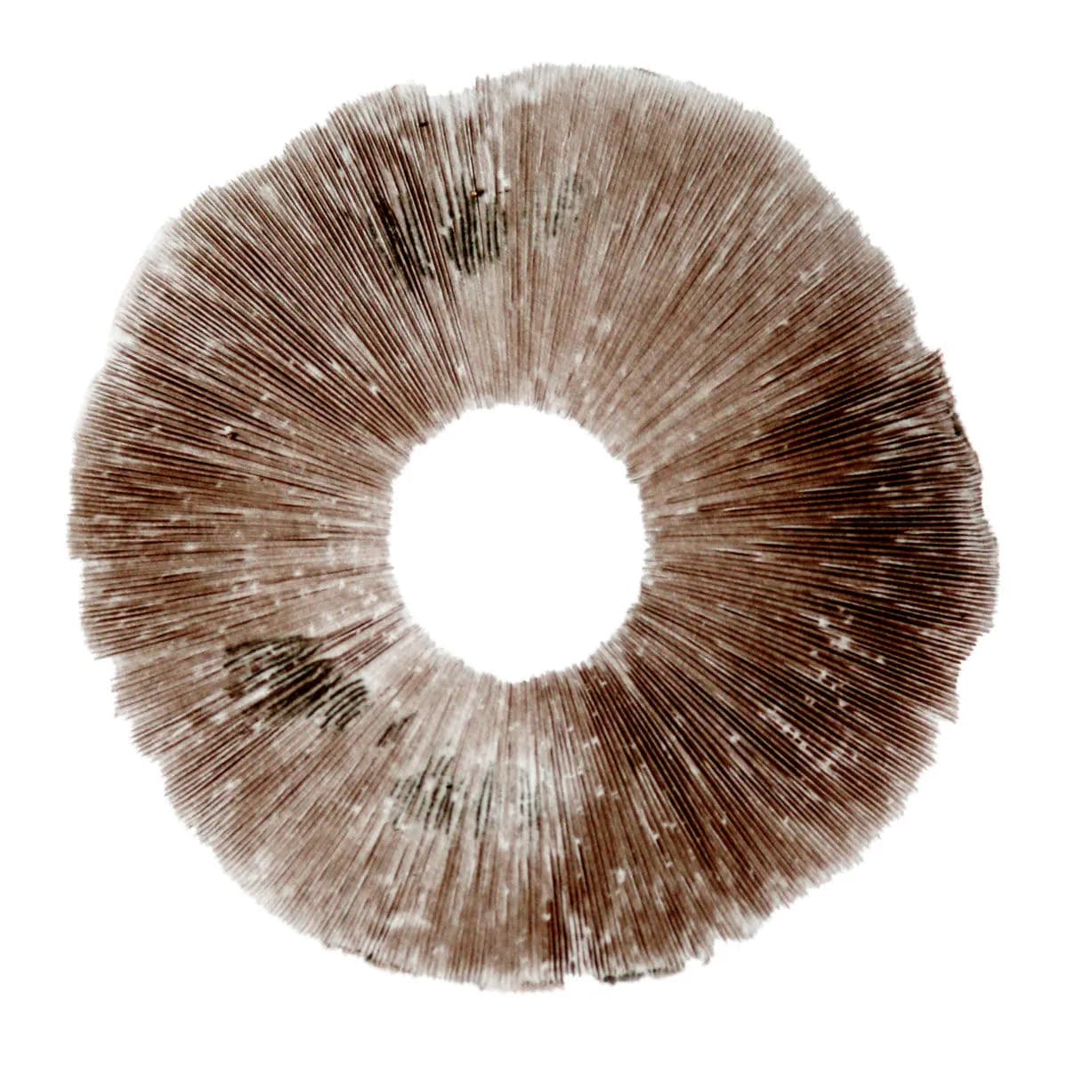 Itiöjälki Psilocybe cubensis Hawaii (PES)