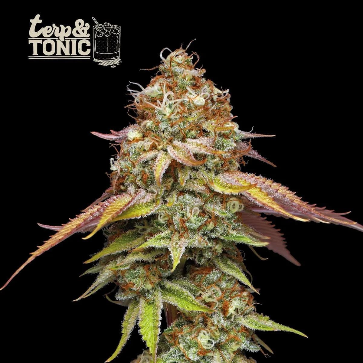 Terp & Tonic (Seedstockers)